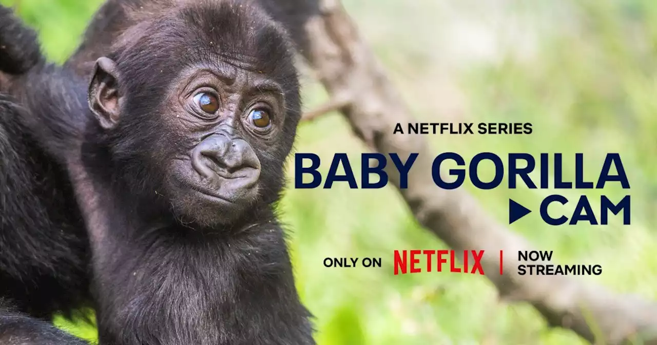 Cleveland zoo gorillas are ready for their close-up on Netflix starting Thursday