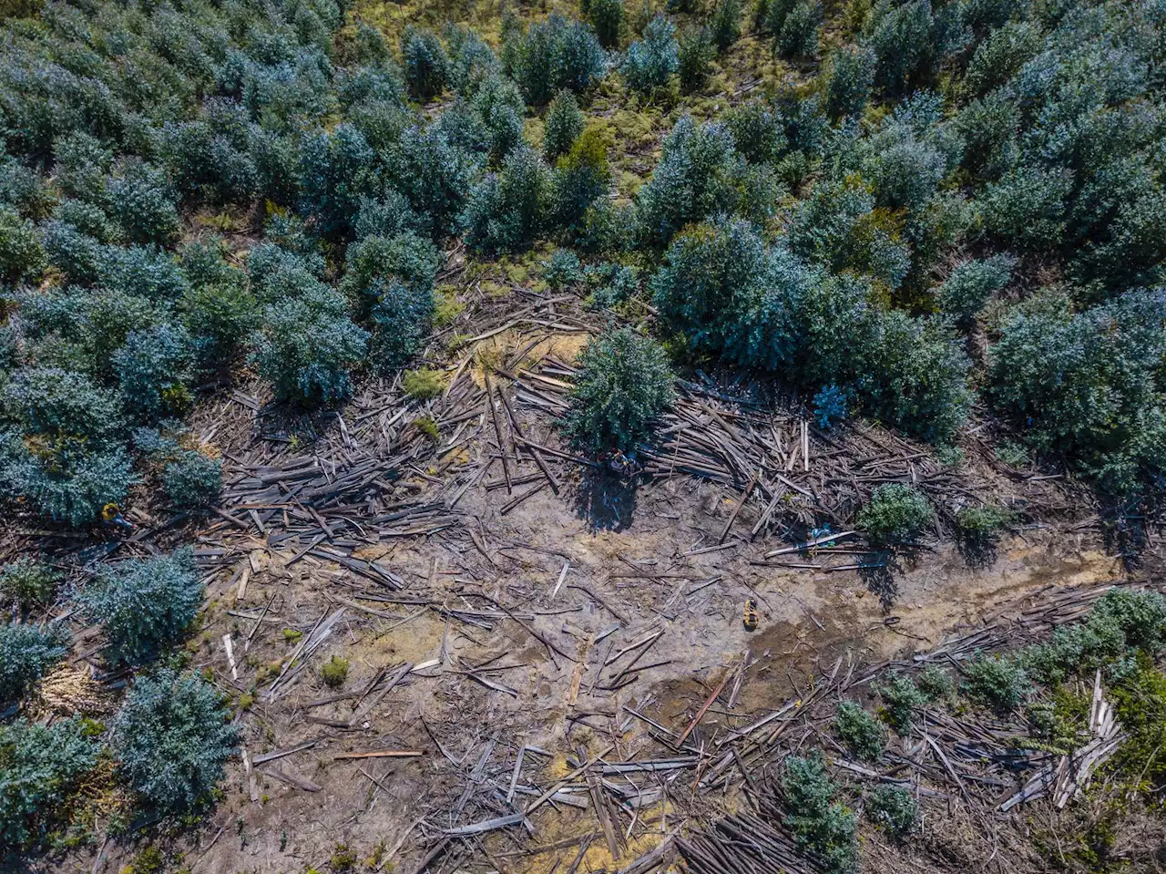 La deforestación en la Amazonía cae un 66% en agosto y alcanza un mínimo desde 2018