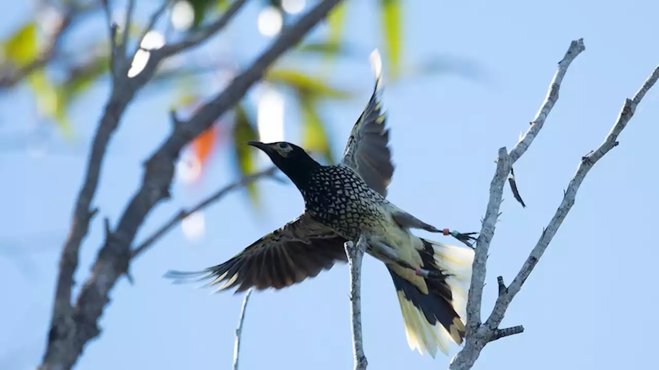 One of Australia's rarest birds encourages conservationists with 'remarkable' record long-distance flight