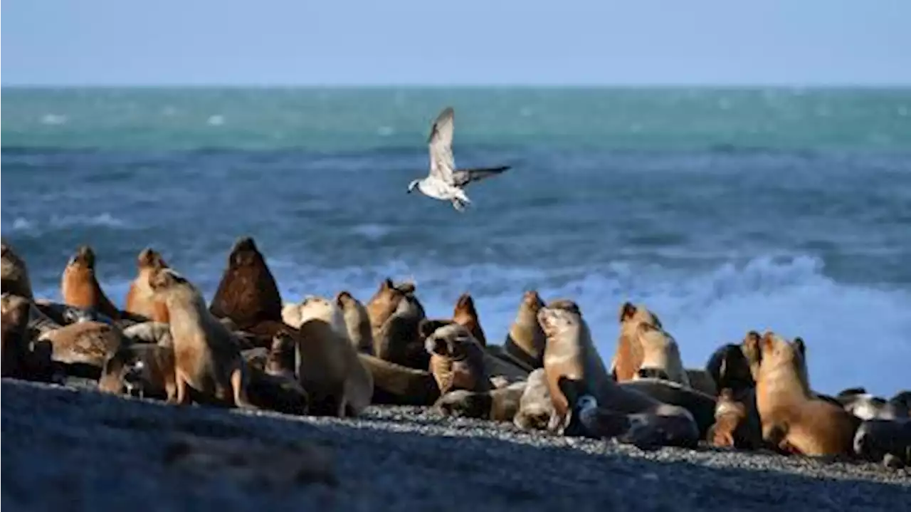 Se registraron más de 200 muertes de lobos marinos en Chubut en los últimos 17 días