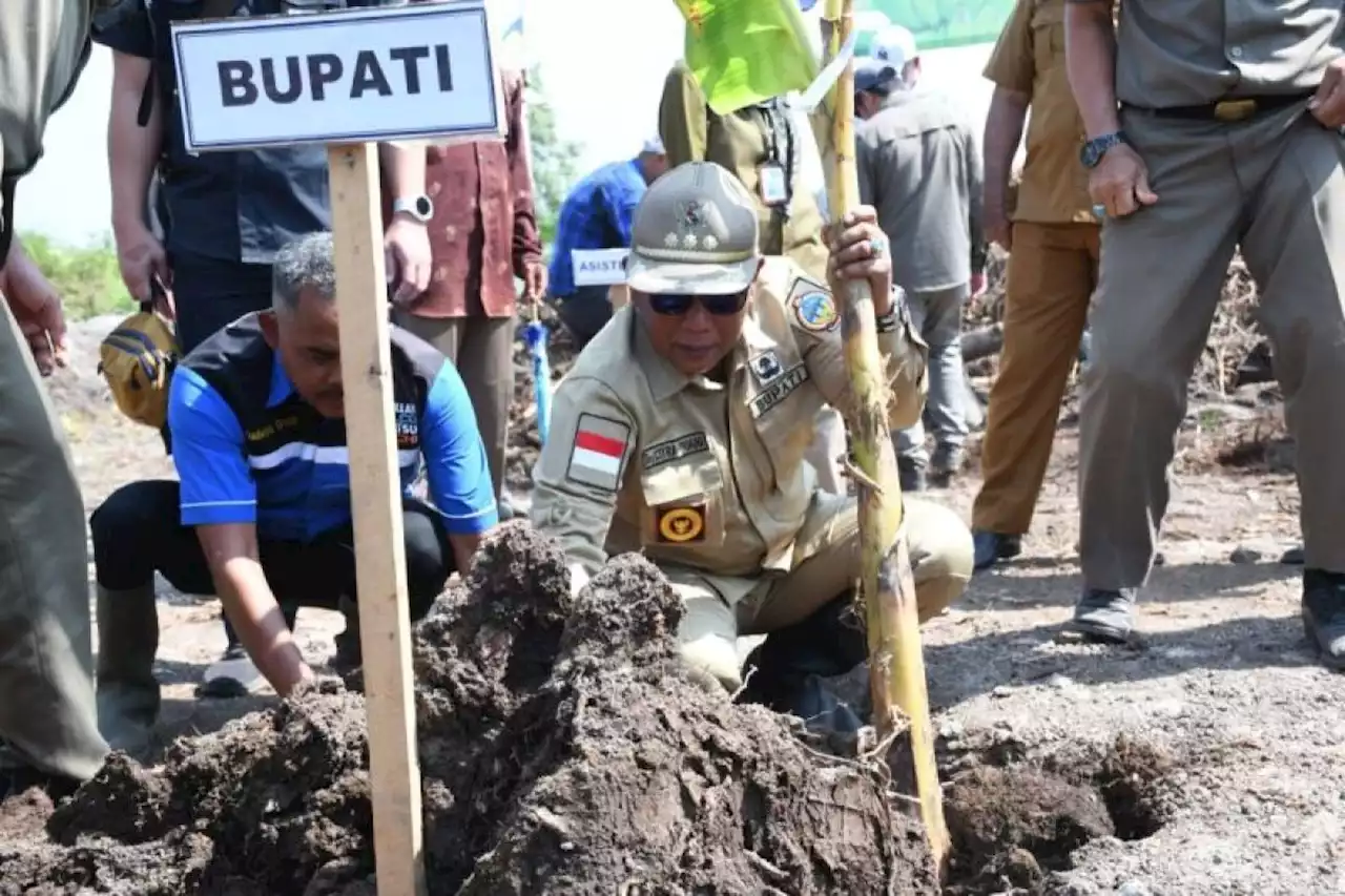 Kementan bantu 25 ribu bibit pisang kepok untuk Desa Riam Berasap