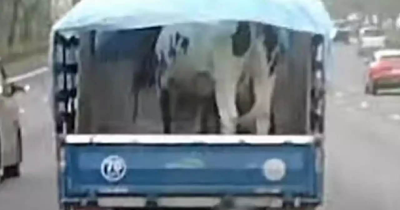 'Is it the correct way to transport the animal?' Cow in back of lorry on PIE draws concerns over road safety