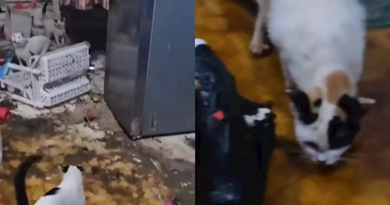 Man leaves behind 20 cats in flat after sewage pipe bursts, some cats seen drinking sewage liquid