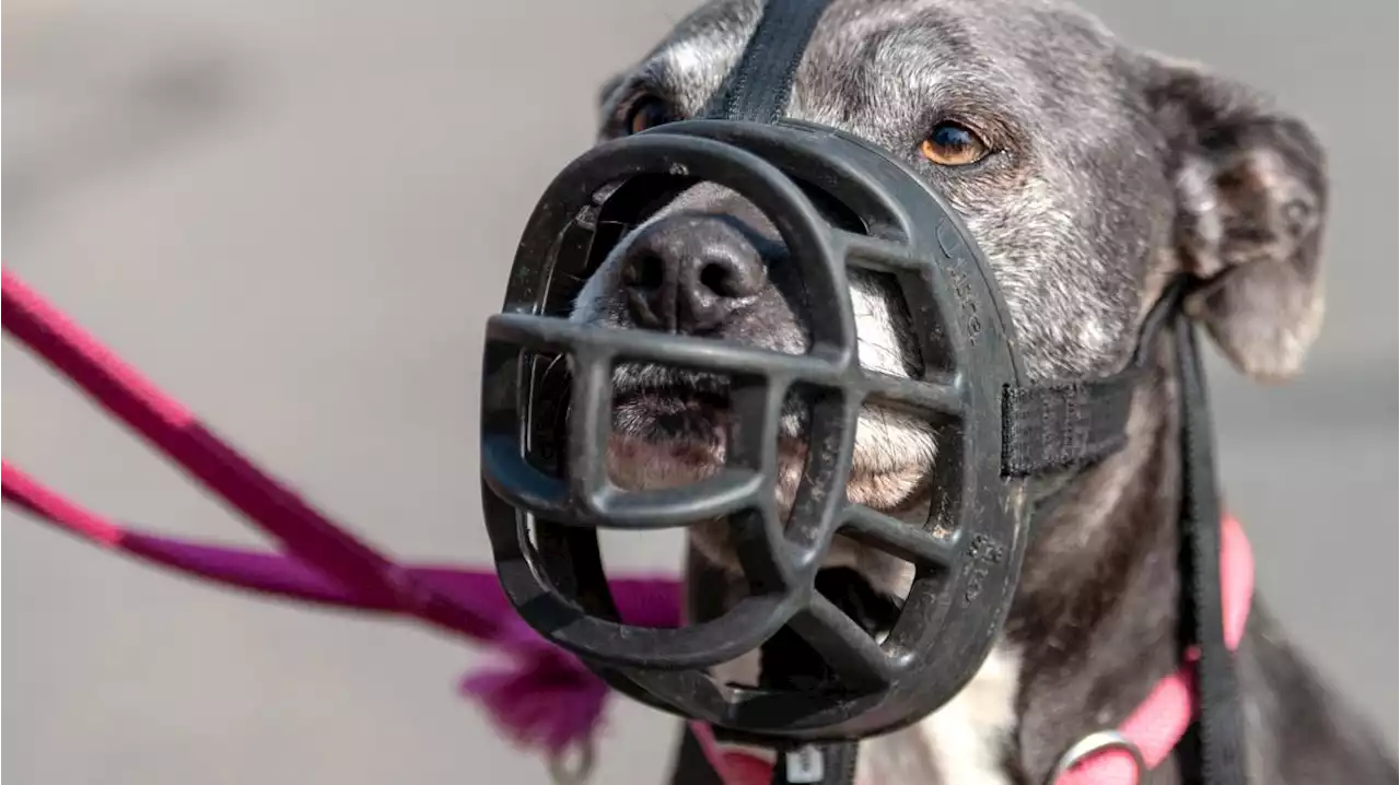 Diese Hunde gelten als besonders gefährlich