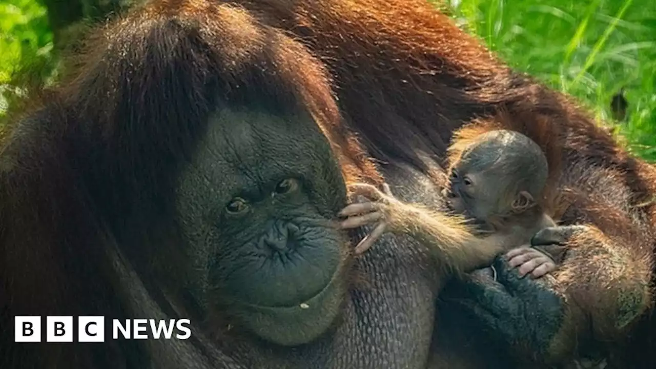 Rare Bornean orangutan born at Chester Zoo