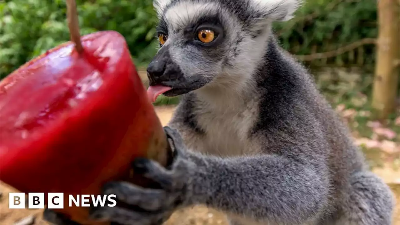 UK heatwave: Animals cool off at Oxfordshire wildlife park