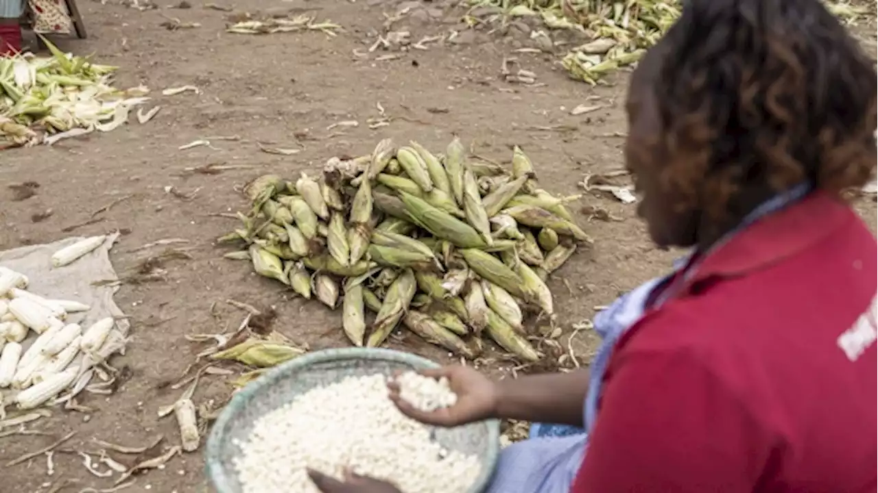 Kenya Expected to Buy Corn at Market Prices For First Time in Three Years