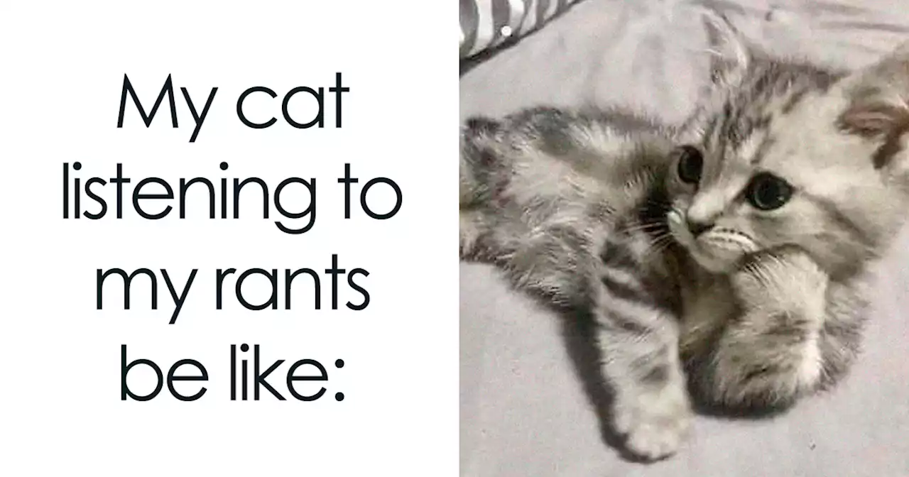 “Memes For My Cat”: 50 Funny Posts Anyone Obsessed With Cats Would Enjoy