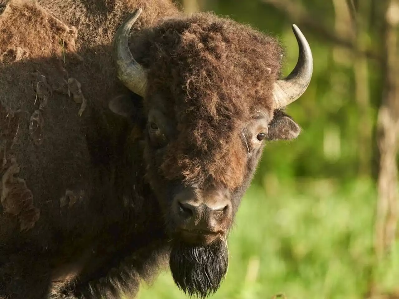 Bison killed at Elk Island, Parks Canada asks drivers to slow down