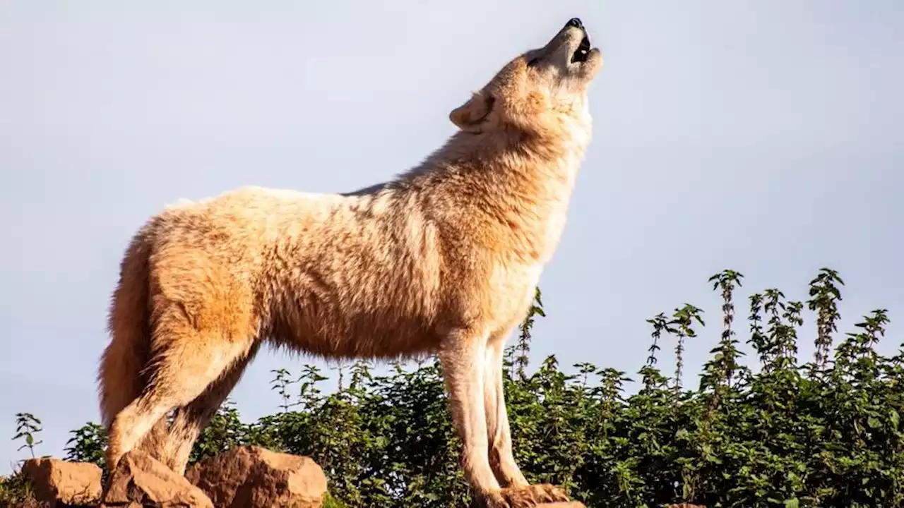 Combien y a-t-il de loups en liberté en France ?