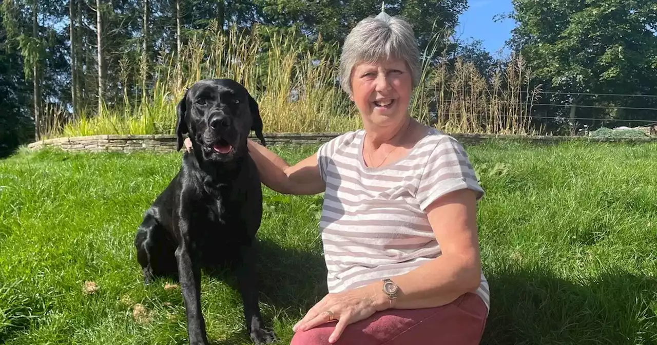 Rescuers save stranded Labrador after falling down 30ft drop in Kinross-shire