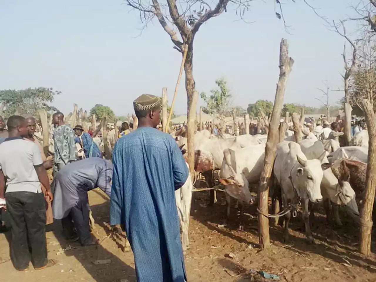 Cattle sellers decry drop in sales after subsidy removal