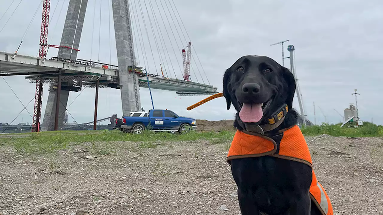 ‘Demon’ the dog helps keep Gordie Howe Bridge site safe - constructconnect.com