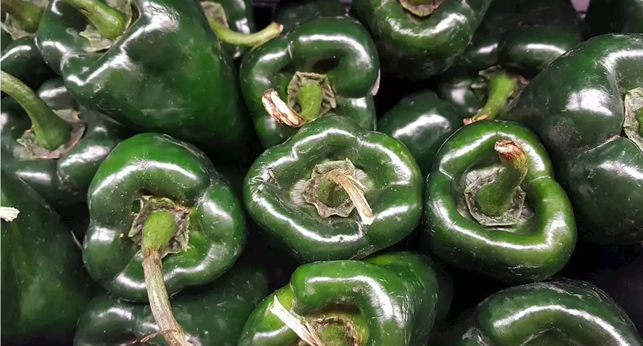 Cómo reconocer un chile poblano auténtico y evitar los chiles piratas