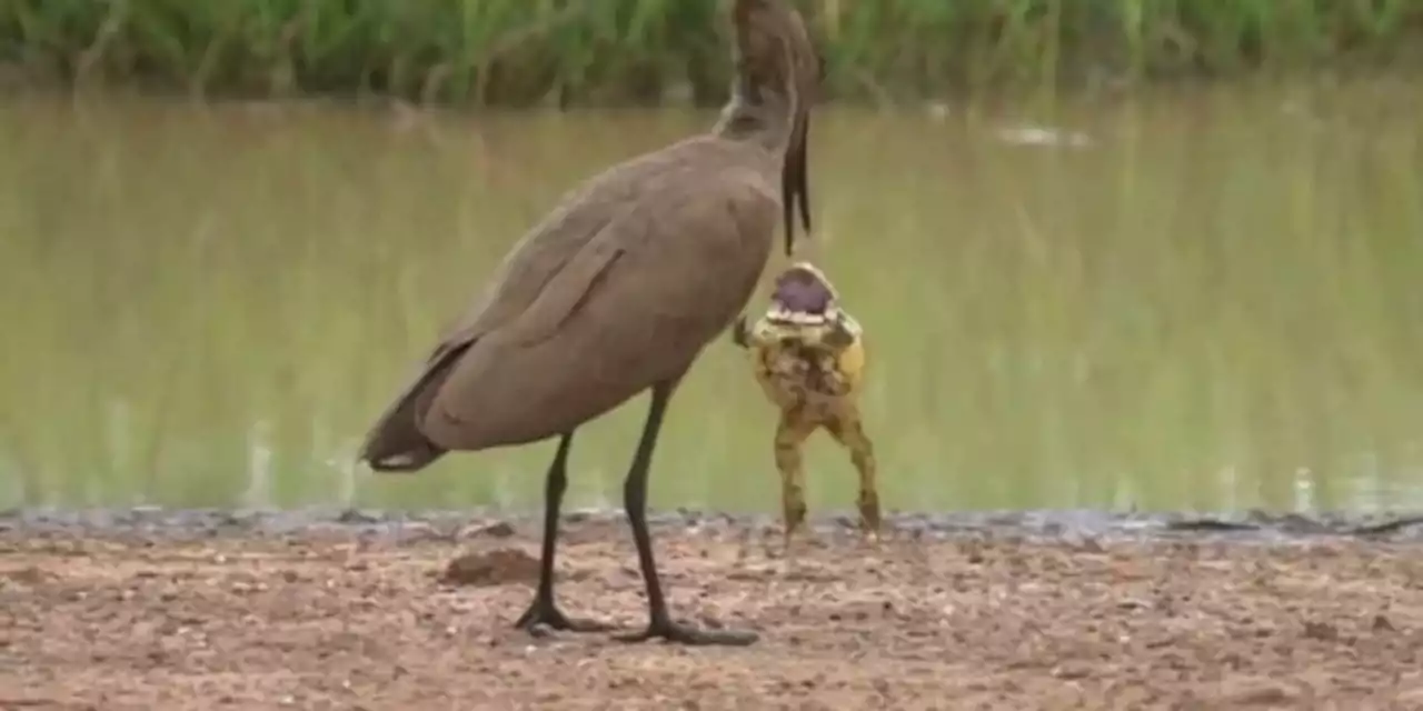 Frosch wehrt sich gegen Vogelattacke und setzt ein Zeichen