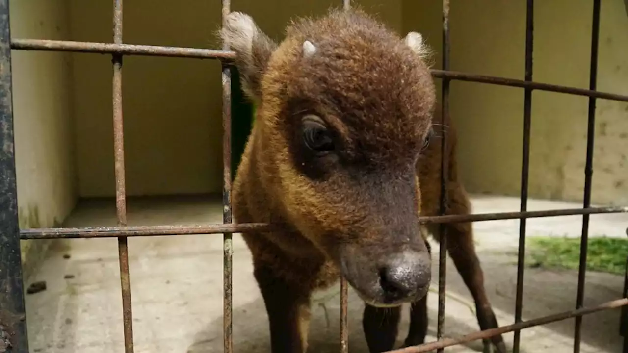 Bayi Anoa Pegunungan dari Gorontalo Dievakuasi ke ABC Manado Tanpa Induk