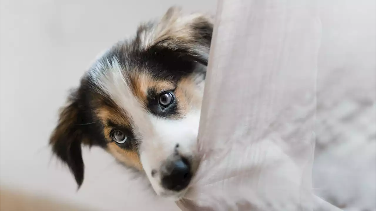 Este es el nuevo seguro que han de tener todos los perros para septiembre