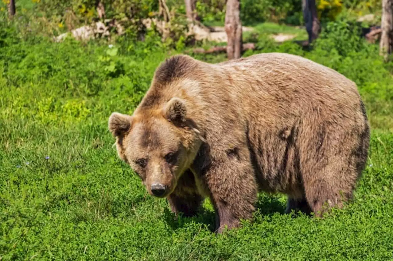 A 3-legged bear named Tripod stole White Claws from a Florida family’s fridge