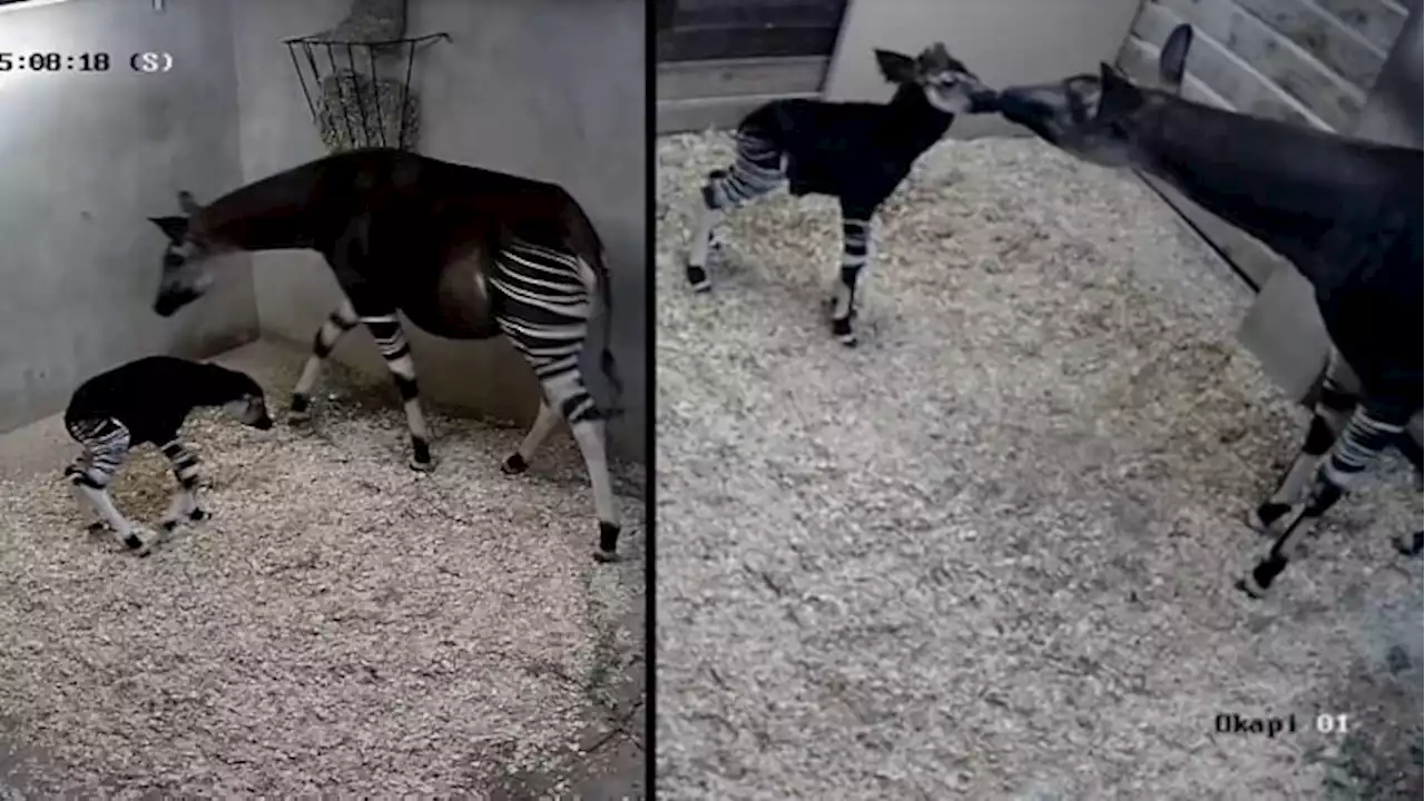 Rare okapi calf born at San Antonio Zoo