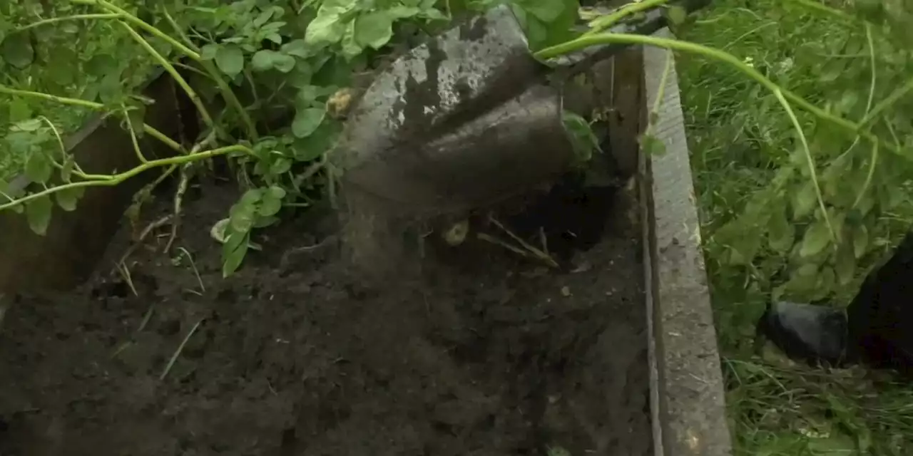 Harvesting the Stone Soup Community Garden