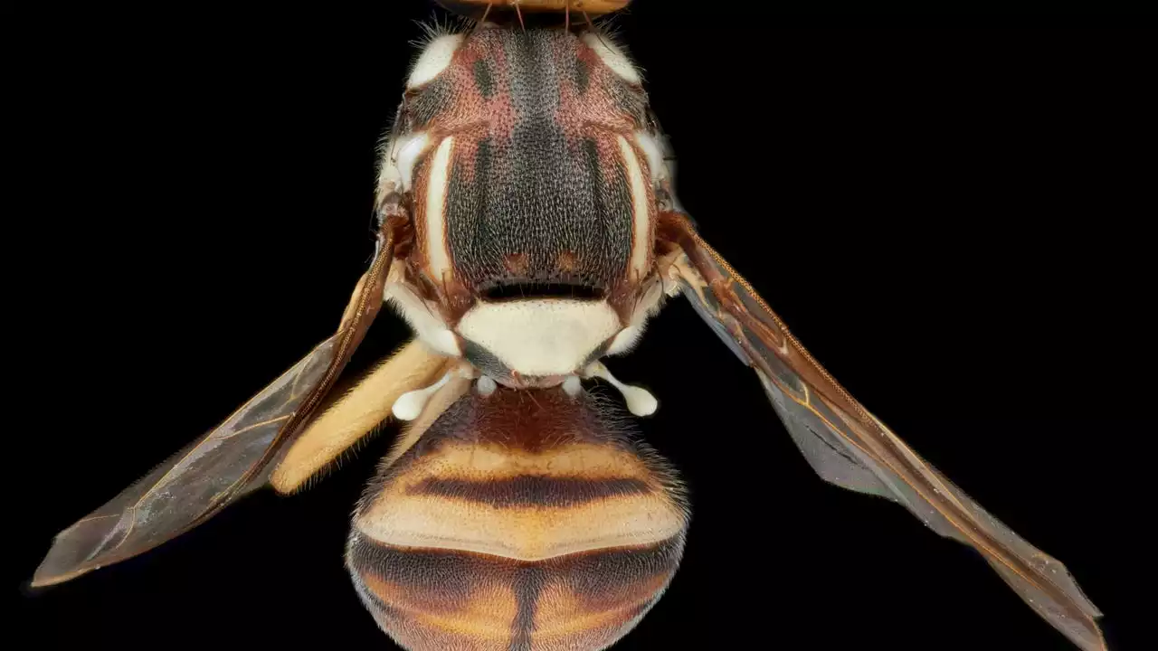 Santa Clara County enacts quarantine due to Oriental fruit flies