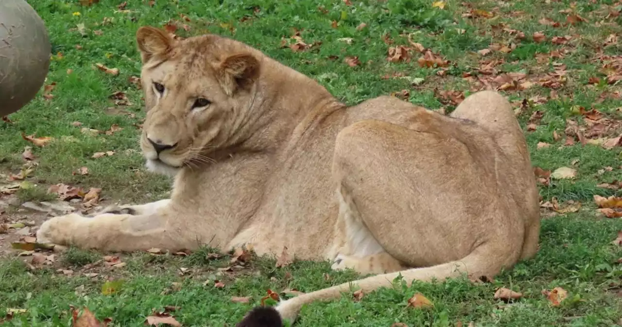 Junger Löwe in Tierwelt Herberstein eingeschläfert