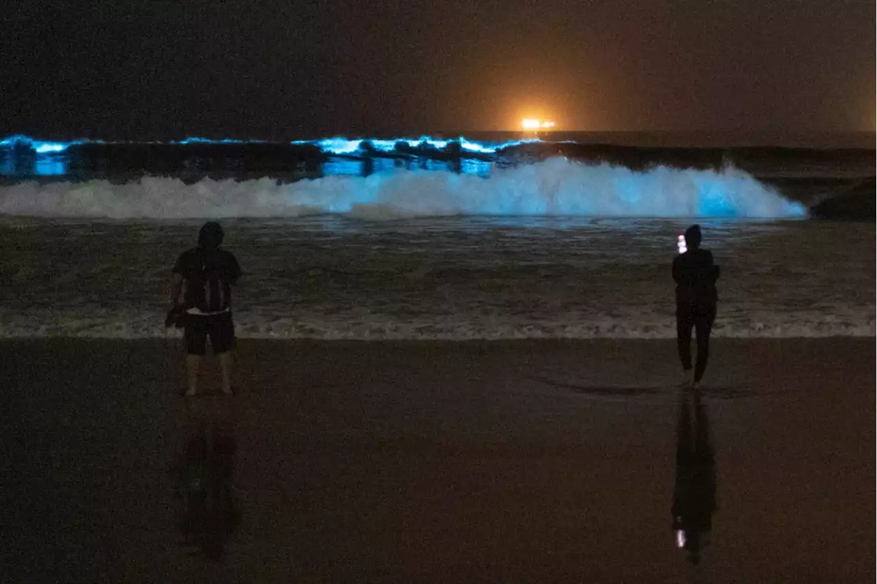 Crowds flock to see bioluminescent waves in Huntington Beach, Sunset Beach, Crystal Cove