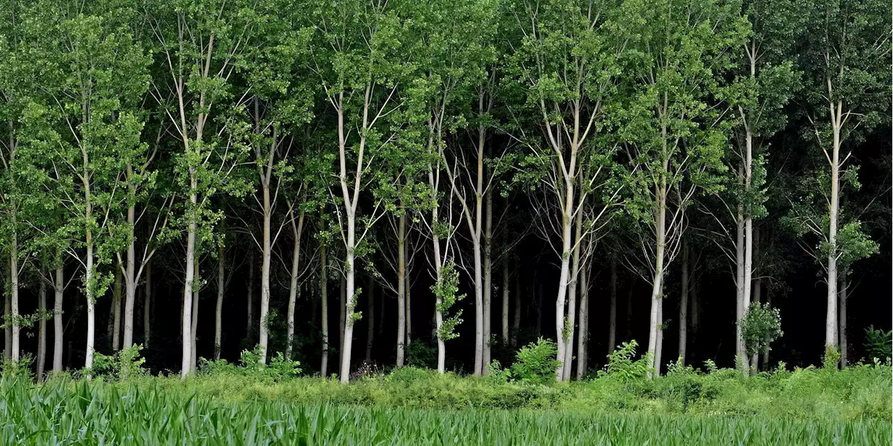 Planter un arbre par collégien, une bonne idée ?