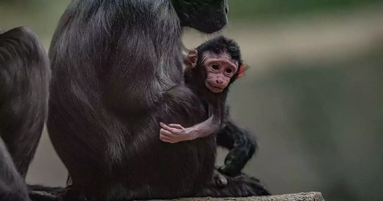 Chester Zoo event returns giving visitors the chance to get close with animals