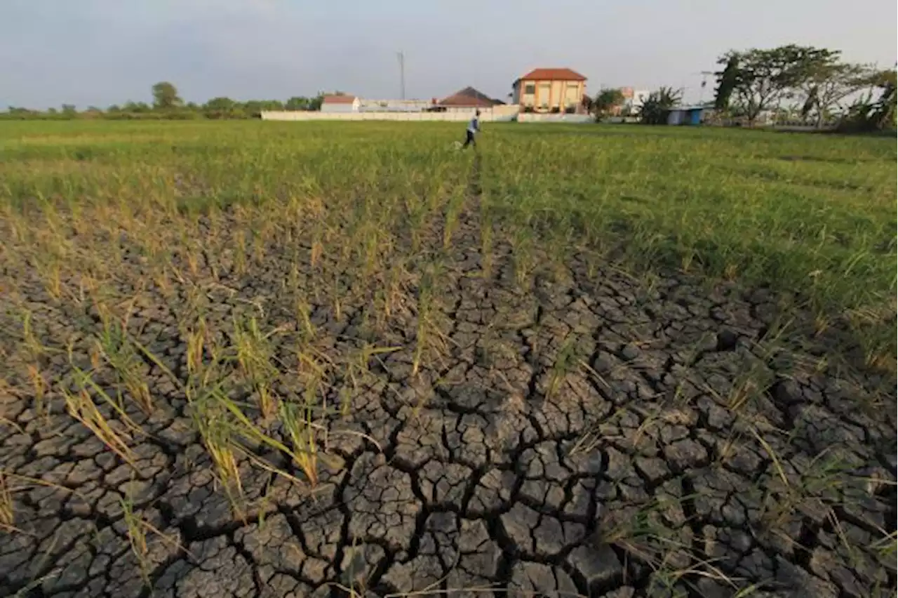 Kemensos Ungkap Tidak Ada Anggaran Khusus untuk Penanganan El Nino