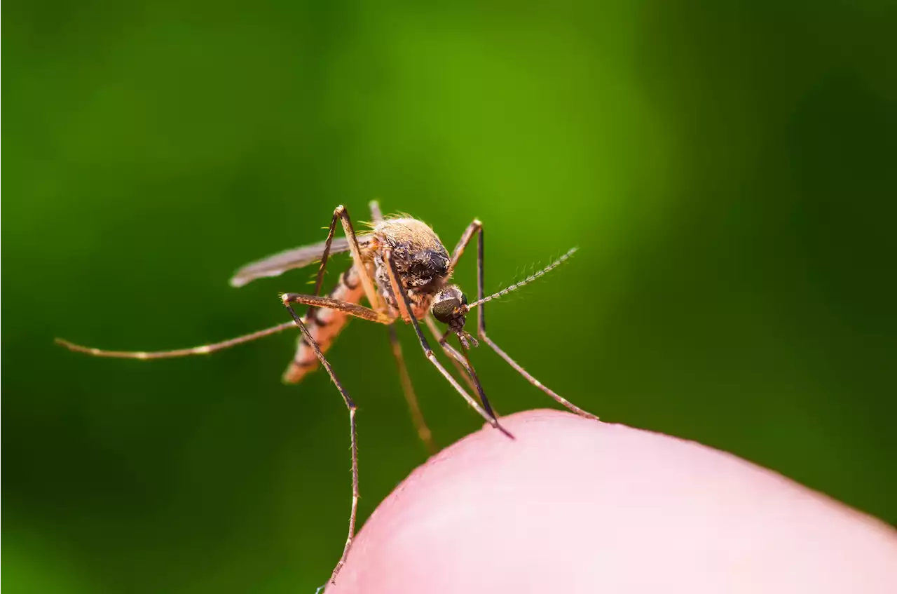 Scientists discover common sandwich filling could defend against mosquitoes