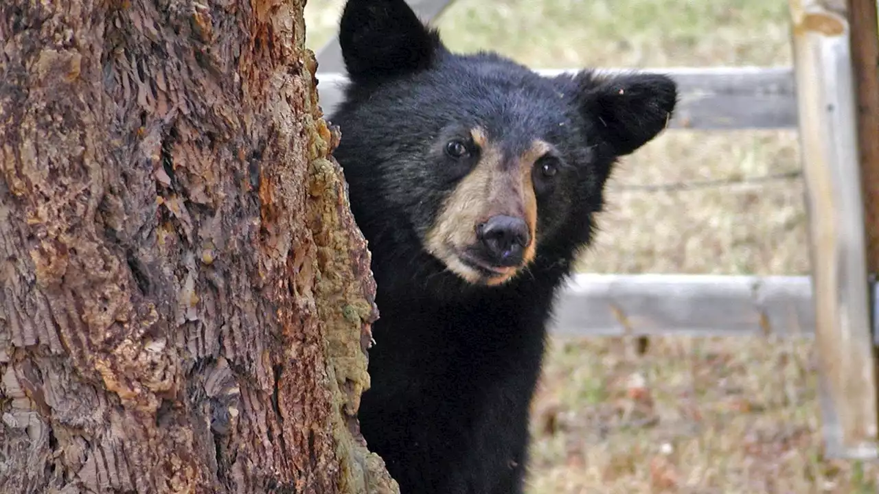 Three-legged bear breaks into patio of Fla. home, drinks 3 White Claws: reports