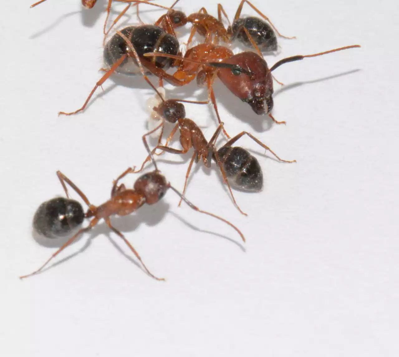 Blood-brain barrier governs ant behavior by altering hormone levels, study shows