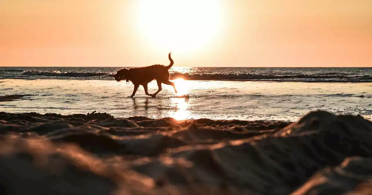 Achtung, giftig!: Diese Lebensmittel sollten Hunde nicht fressen