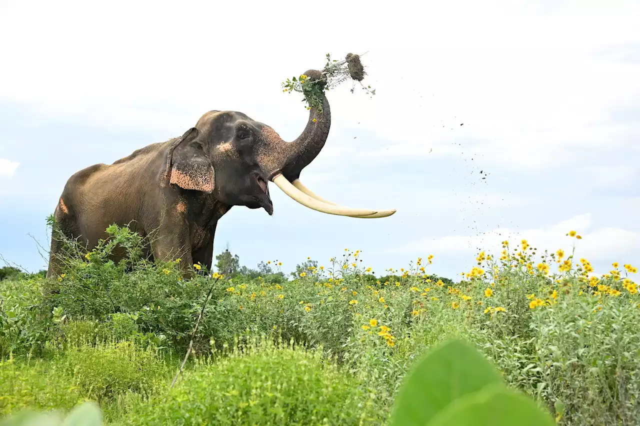 Mega-Herbivores: Nature’s Secret Weapon Against Invasive Plants