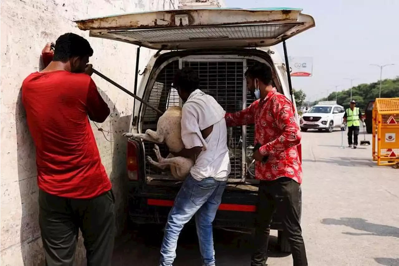 After slums and monkeys, Delhi removes stray dogs from streets as G20 nears