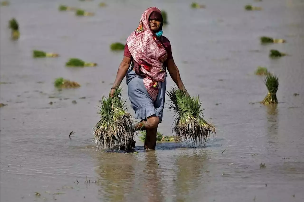 From rice to palm oil, crop output forecasts for Asia-Pacific lower as El Nino strengthens