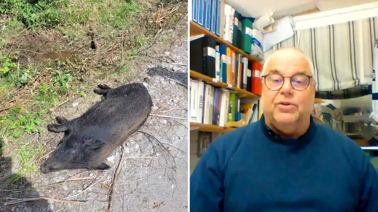 Per Granström hittade det första smittade vildsvinet i Fagersta