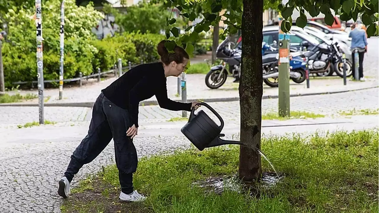 Wer will frisches Grün im Garten?: Das Rathaus Spandau verschenkt 70 große Bäume