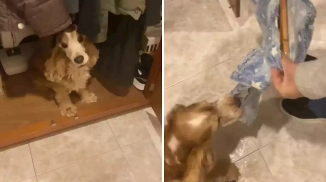 Un perro le ladró a sus dueños para hacerles un insólito pedido y el video sorprendió a todos en TikTok