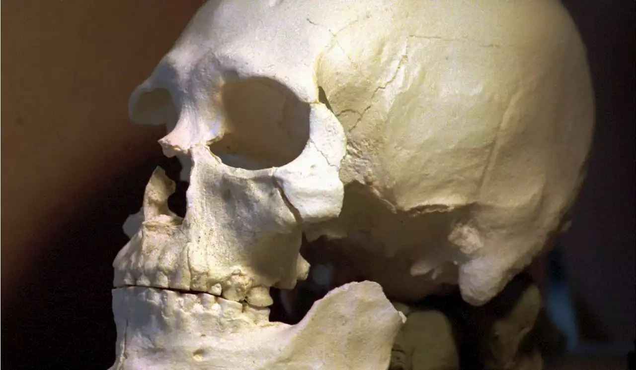 Arizona Goodwill employee finds skull with fake eye inside box of donated items