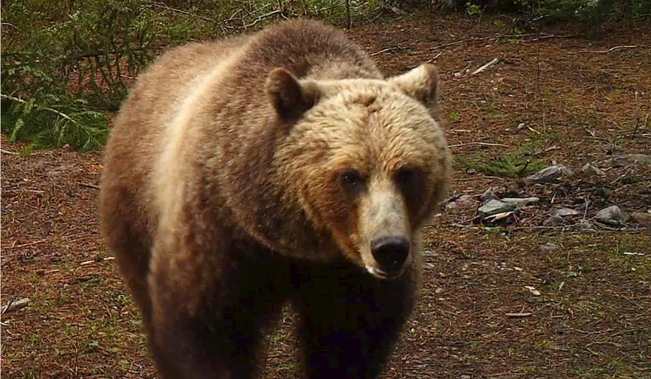 Grizzly bear that killed a hiker two months ago is shot dead in Montana after house break-in