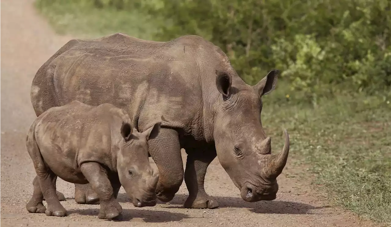 South African conservation nonprofit buys rhino breeding farm, plans to rewild 2,000 animals