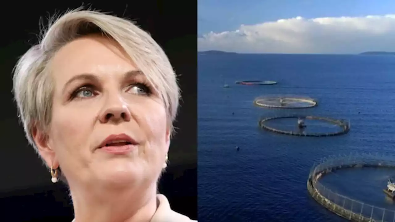 Destock salmon farms or face first human-induced ray extinction, minister told