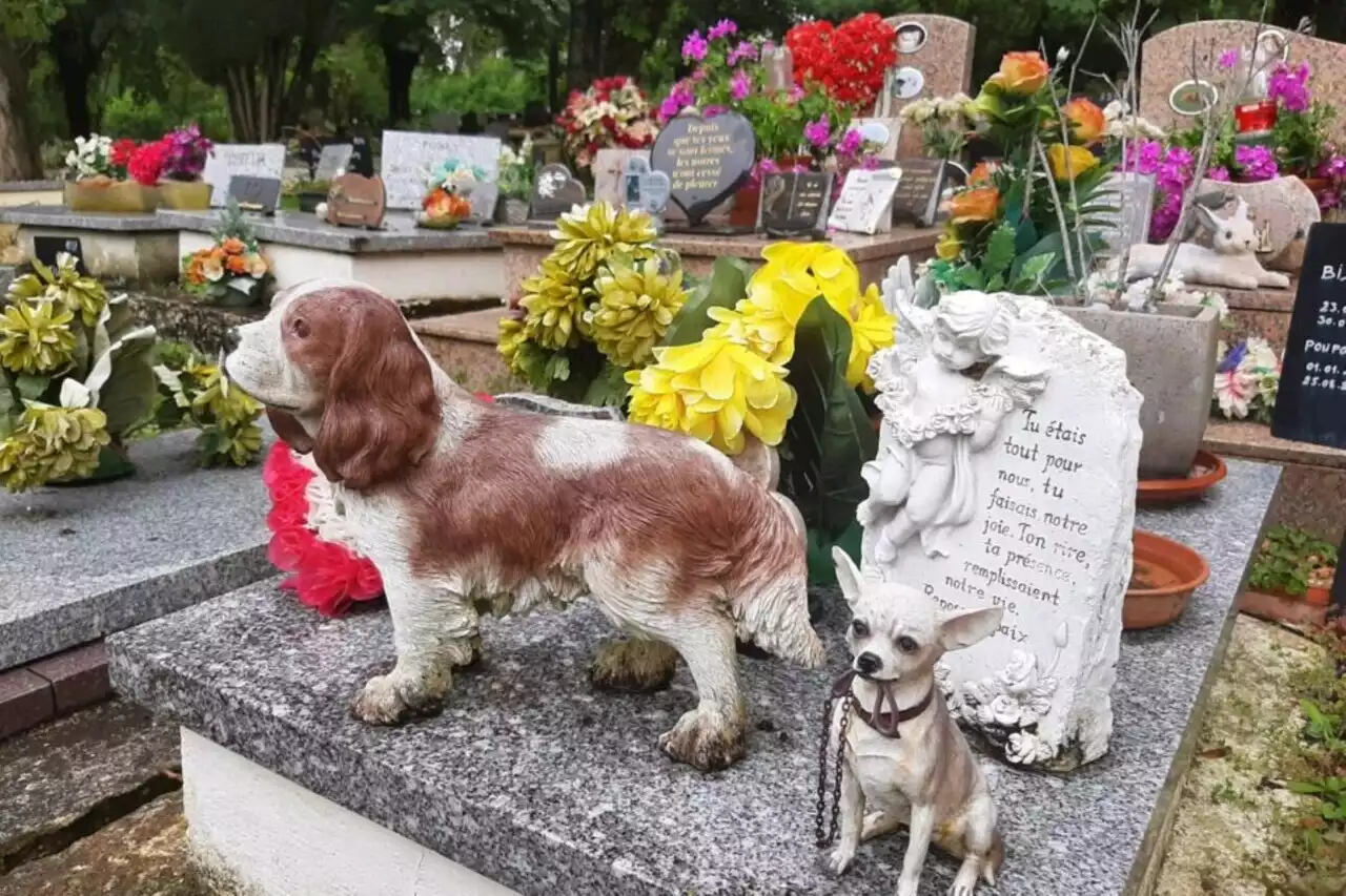 Montereau : un cimetière pour les animaux et une aire de jeux pour chiens en projet