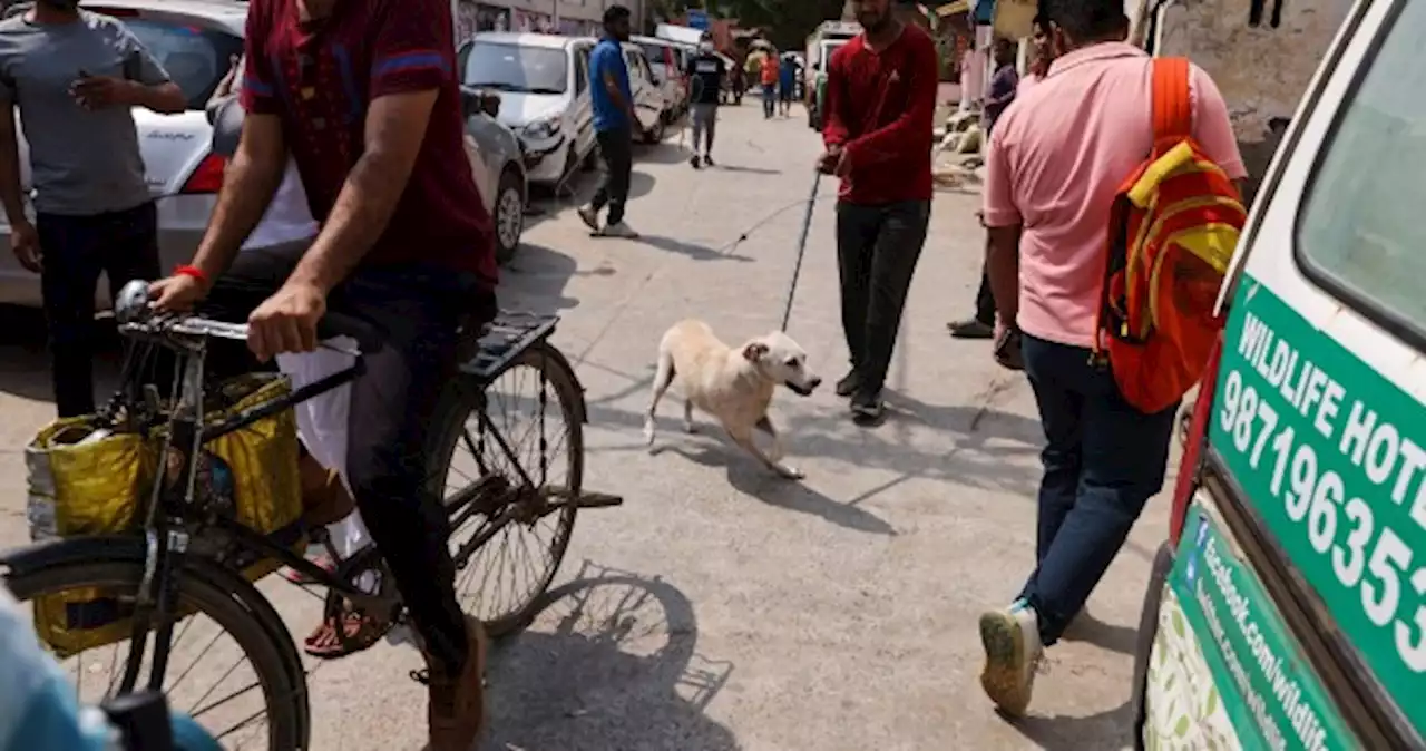 After slums and monkeys, Delhi removes stray dogs from streets as G20 nears