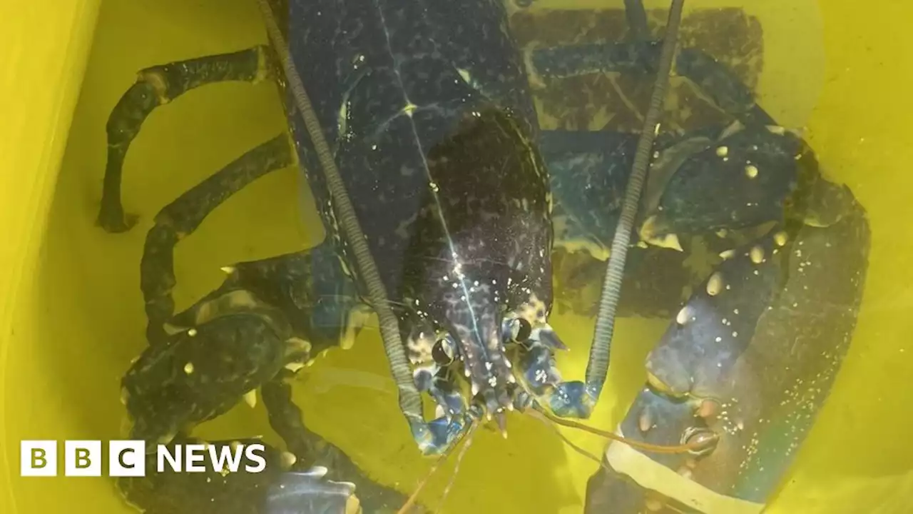 Rare blue lobster found in Plymouth Sound