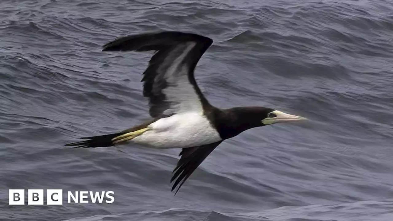 Birdwatchers flock for Redcar rare brown booby's visit