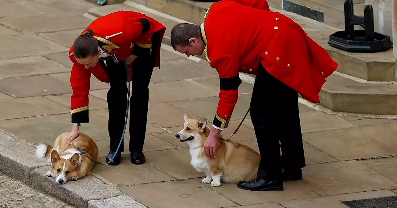 Queen Elizabeth ll. : Emma, Sandy & Muick: So geht es ihren Tieren ein Jahr nach ihrem Tod