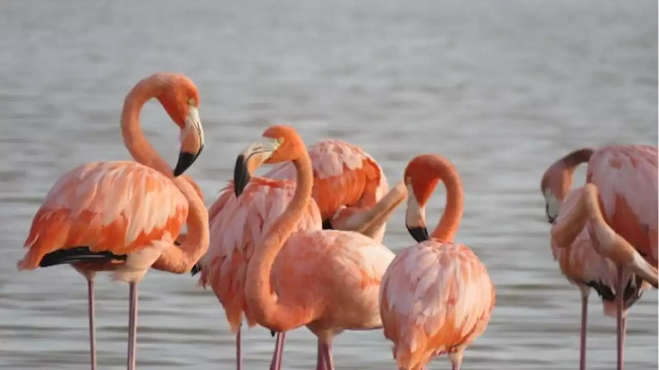 Hurricane Idalia scattered flamingos across the U.S., from Florida to Ohio